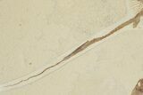 Fossil Stingray (Heliobatis) With Knightia - Wyoming #202113-3